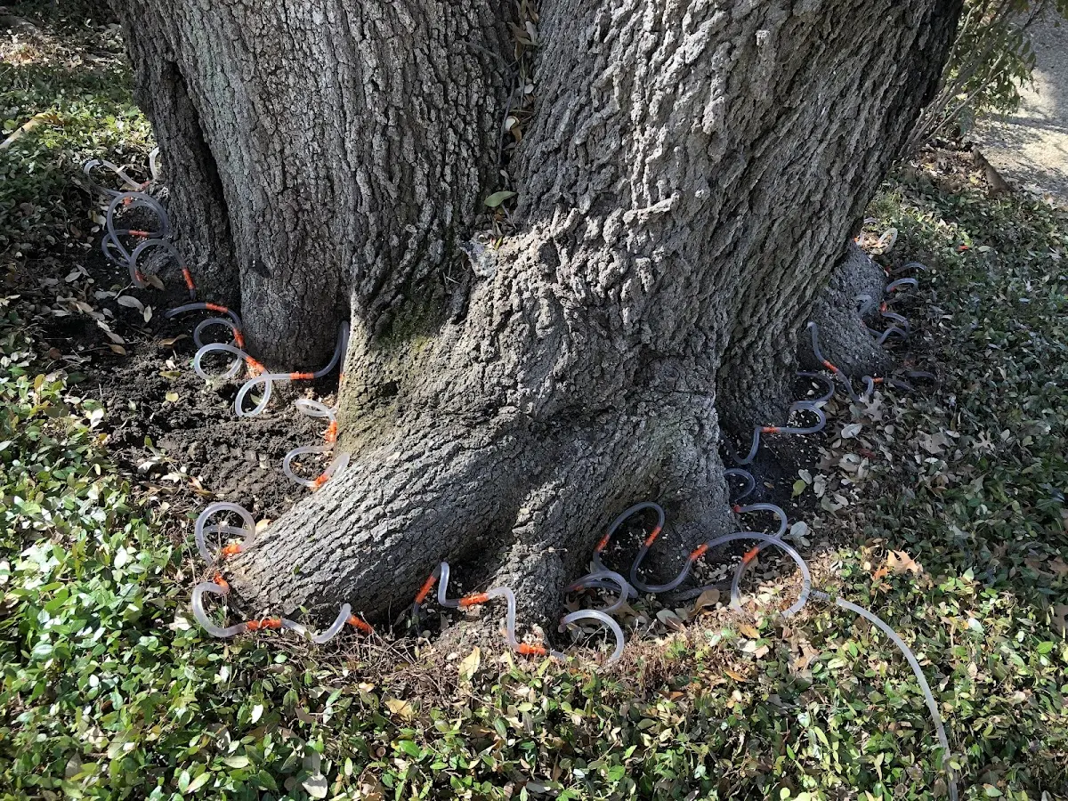 Detailed Tree Cabling and Bracing job site in Humphrey