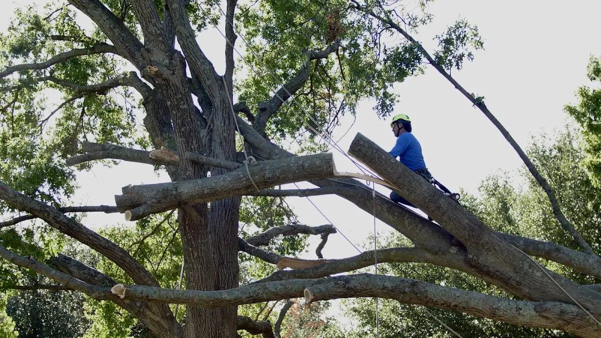 Professional Crown Thinning performed by certified arborists in Humphrey