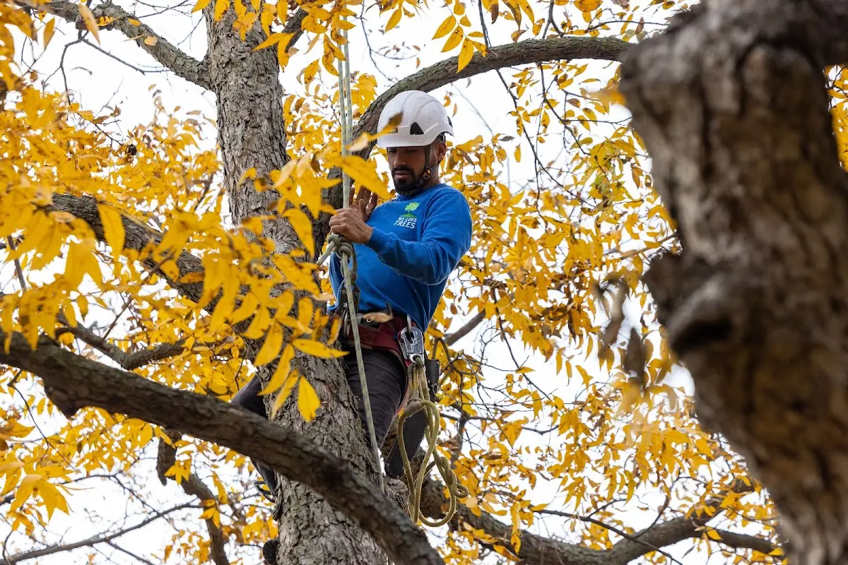 Skilled Storm Damage Cleanup crew working in Humphrey